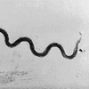 Sexually-Transmitted-Diseases